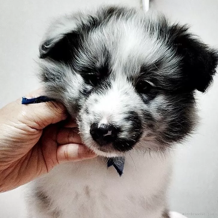 ID：2504-01115の子犬