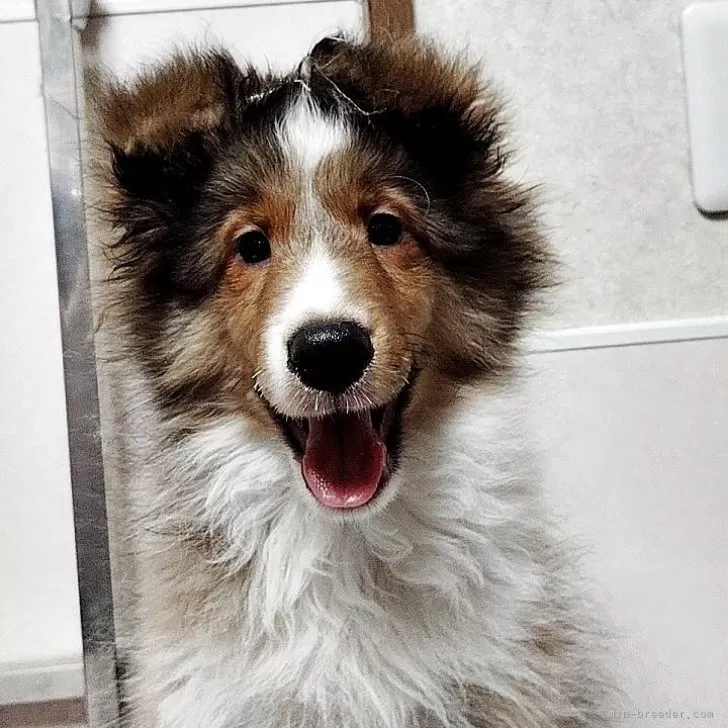 たか 様のお迎えした子犬