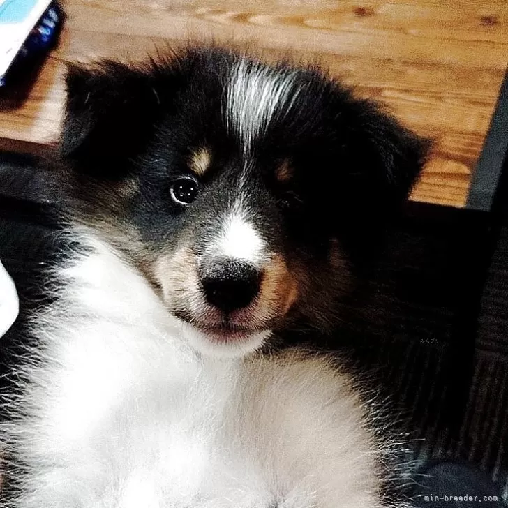 ID:2506-05729の子犬