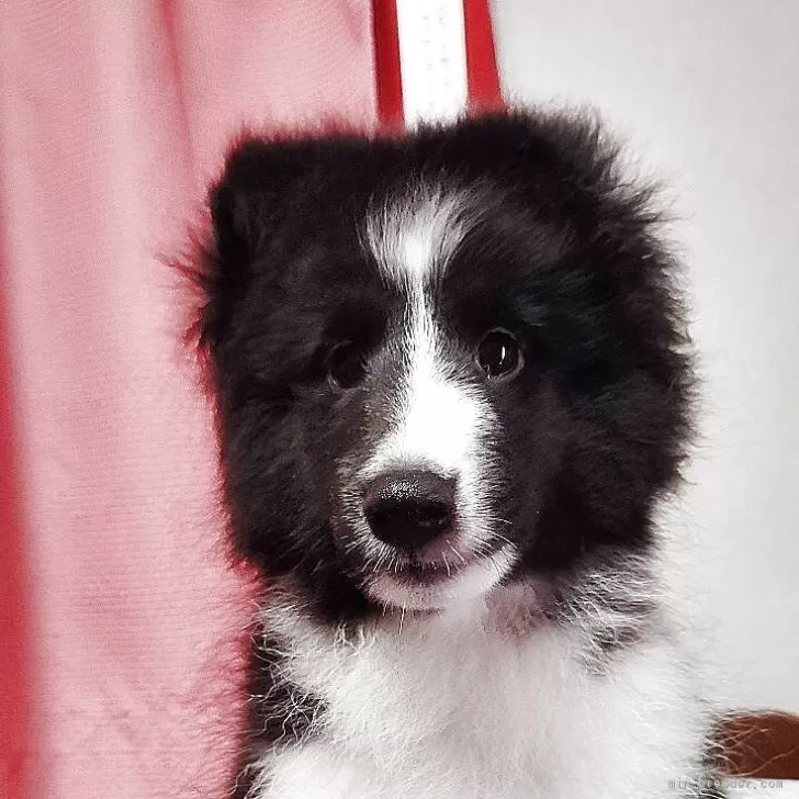 ID：2506-05731の子犬