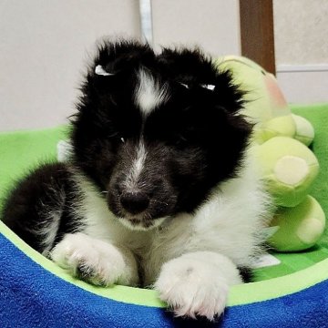 シェットランドシープドッグ【神奈川県・男の子・2025年1月17日・バイブラック】の写真「超イケメンのバイブラック君です」