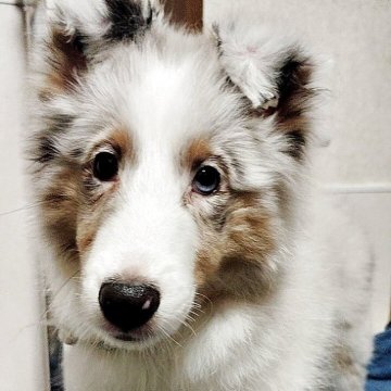 シェットランドシープドッグ【神奈川県・女の子・2025年4月20日・ブルーマール】の写真「きれいなお顔と優しい性格」