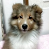 シェットランドシープドッグ
