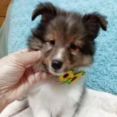 シェットランドシープドッグ