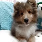 シェットランドシープドッグ