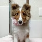シェットランドシープドッグ