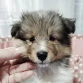 シェットランドシープドッグ
