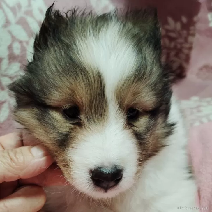 ID:2406-03714の子犬