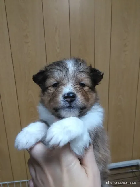 ID:1902-00379の子犬