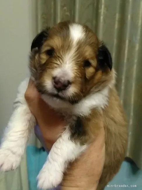 ID:1906-02390の子犬