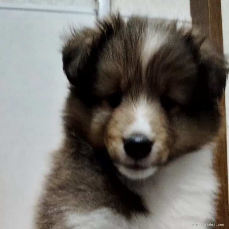 ID:2406-03708の子犬