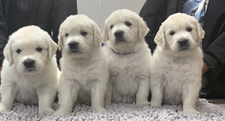 奥村聡ブリーダーのブログ：英国系ゴールデンレトリバー子犬の公開！！