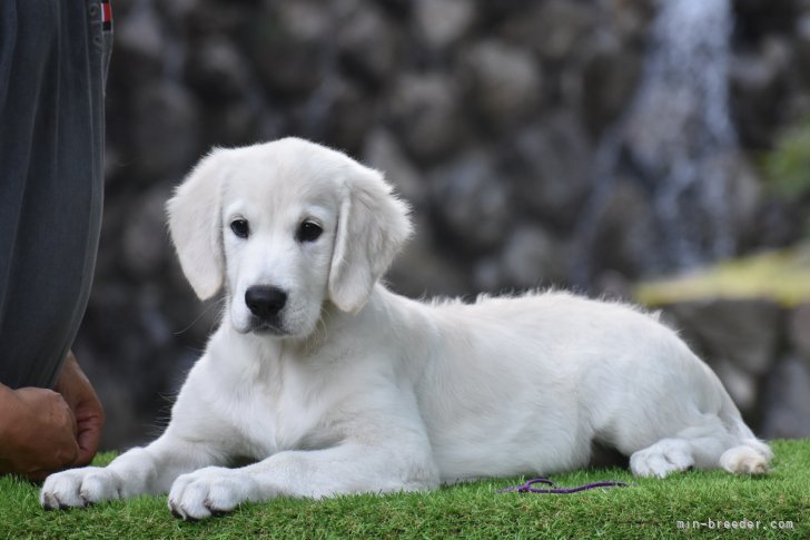 奥村聡ブリーダーのブログ：ゴールデンレトリバーRUSCH”ZORRO"の子犬！！
