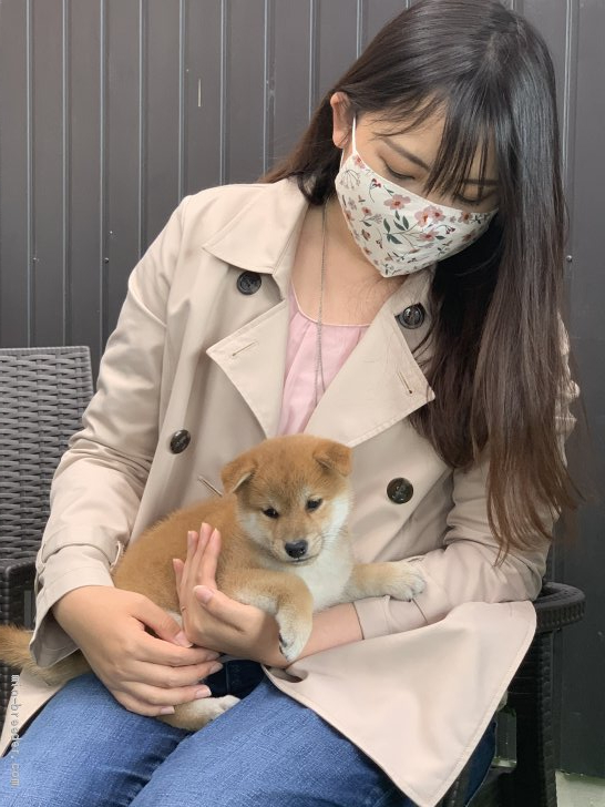 柴犬子犬の旅立ち 奥村聡ブリーダー みんなのブリーダー