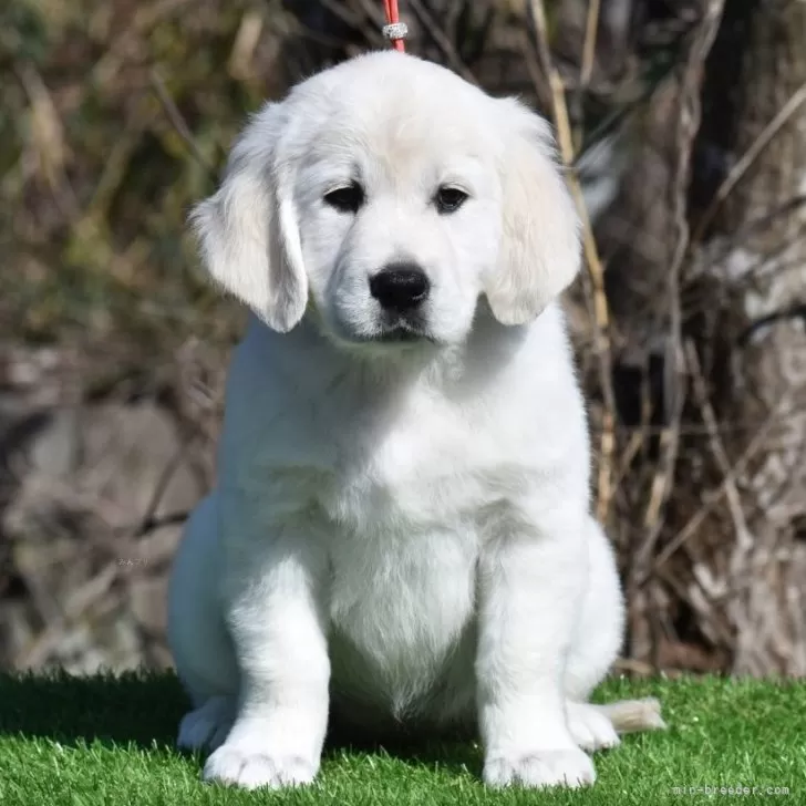 ID：2503-05528の子犬