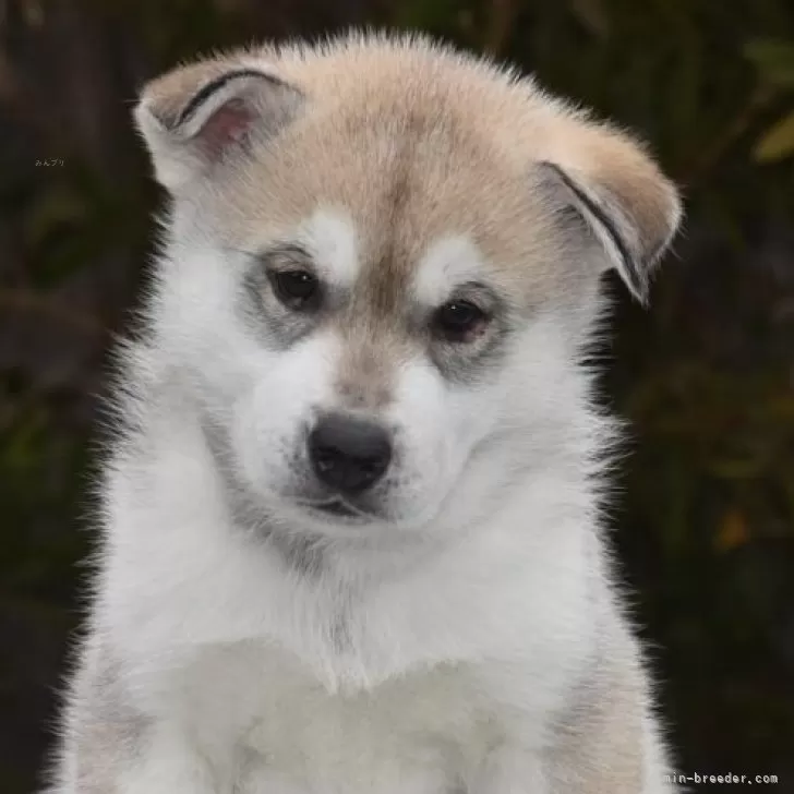 ID：2502-06191の子犬