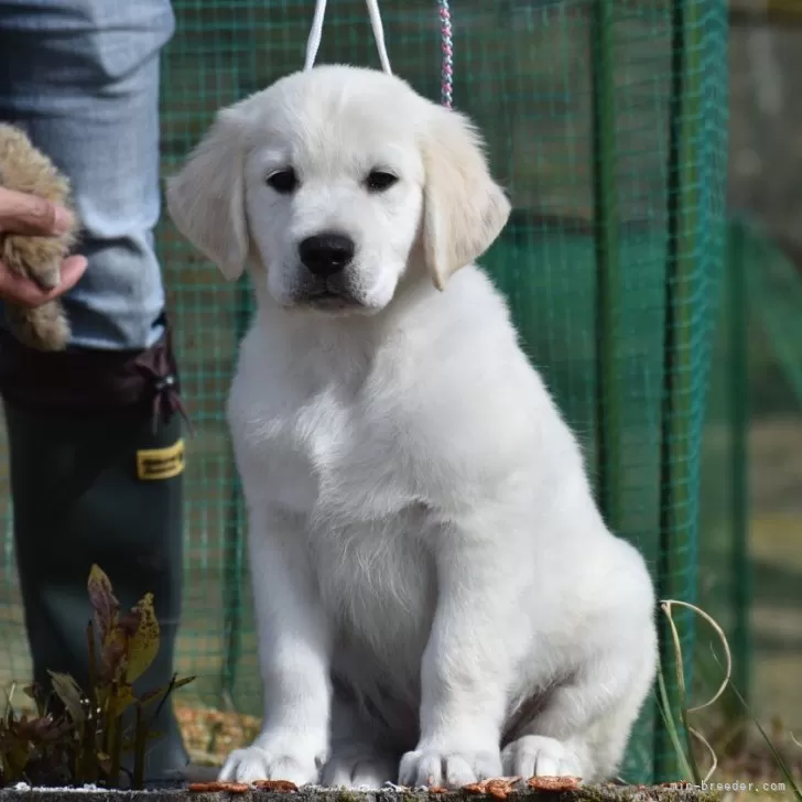 ちゃまま 様のお迎えした子犬