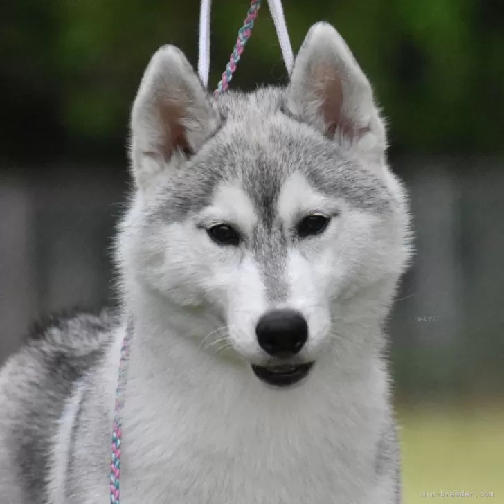 ID：2502-06198の子犬