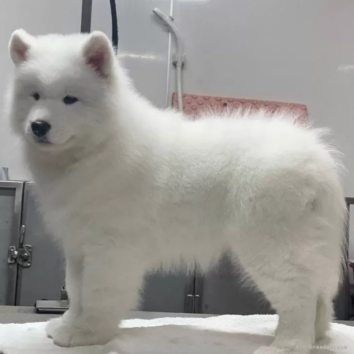 N.I 様のお迎えした子犬
