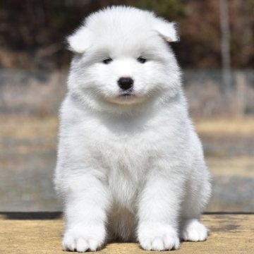 サモエド【三重県・女の子・2025年1月18日・ホワイト】の写真「サモエド世界四大犬舎の名血‼️」