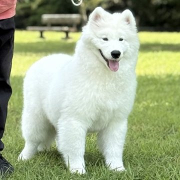 サモエド【三重県・男の子・2025年3月17日・ホワイト】の写真「サモエド世界四大犬舎の名血」