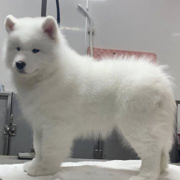 サモエド【三重県・女の子・2025年1月18日・ホワイト】の写真「サモエド世界四大犬舎の名血！！」