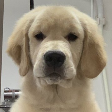 ゴールデンレトリバー【三重県・男の子・2025年1月8日・ゴールド】の写真「骨量豊かで体躯構成の素晴らしい男の子」