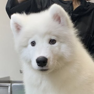サモエド【三重県・男の子・2025年3月17日・ホワイト】の写真「サモエド世界四大犬舎の名血」