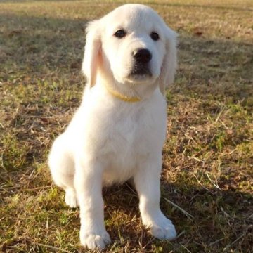 ゴールデンレトリバー【三重県・女の子・2025年10月3日・クリーム】の写真「父外産JKCチャンピオン‼️」