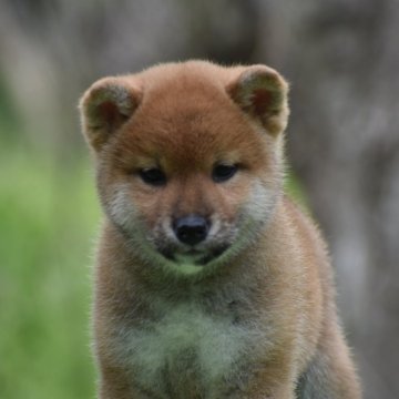 柴犬(標準サイズ)【三重県・男の子・2025年3月3日・赤】の写真「両親日保の名血」