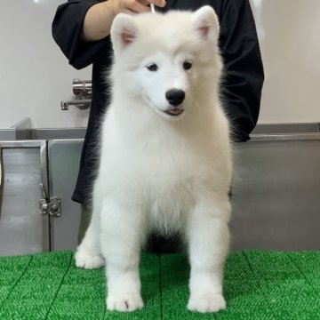 サモエド【三重県・女の子・2025年3月17日・ホワイト】の写真「サモエド世界四大犬舎の名血統‼️」
