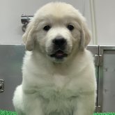 ゴールデンレトリバー