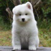 サモエド
