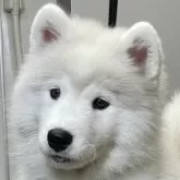 サモエド