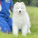 サモエド