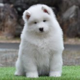 サモエド