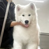 サモエド