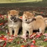 柴犬(標準サイズ)【三重県・女の子・2025年10月3日・赤】の写真2