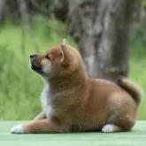 柴犬(標準サイズ)【三重県・男の子・2025年3月3日・赤】の写真3