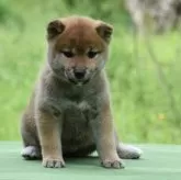 柴犬(標準サイズ)【三重県・女の子・2025年3月3日・赤】の写真4