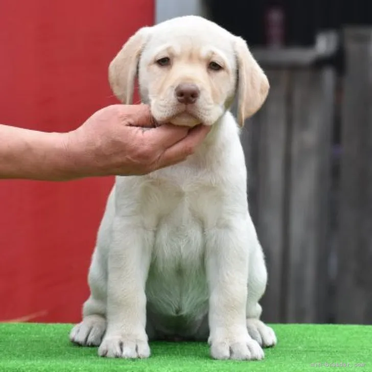 ID：2302-03560の子犬