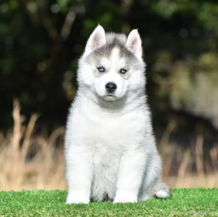 H.M 様のお迎えした子犬