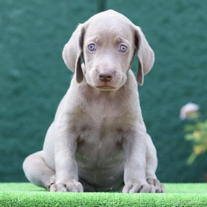 N 様のお迎えした子犬