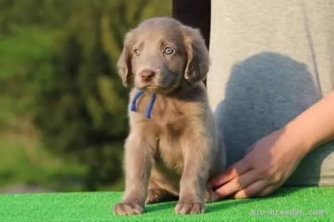 ID:1705-00055の子犬