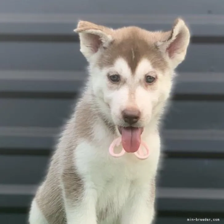 ID:2207-03009の子犬