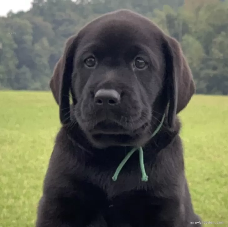 ID:2410-04103の子犬