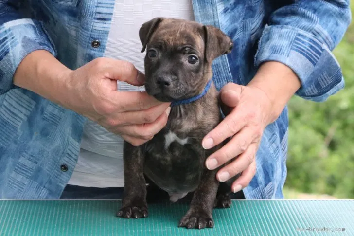 ID：2003-02475の子犬