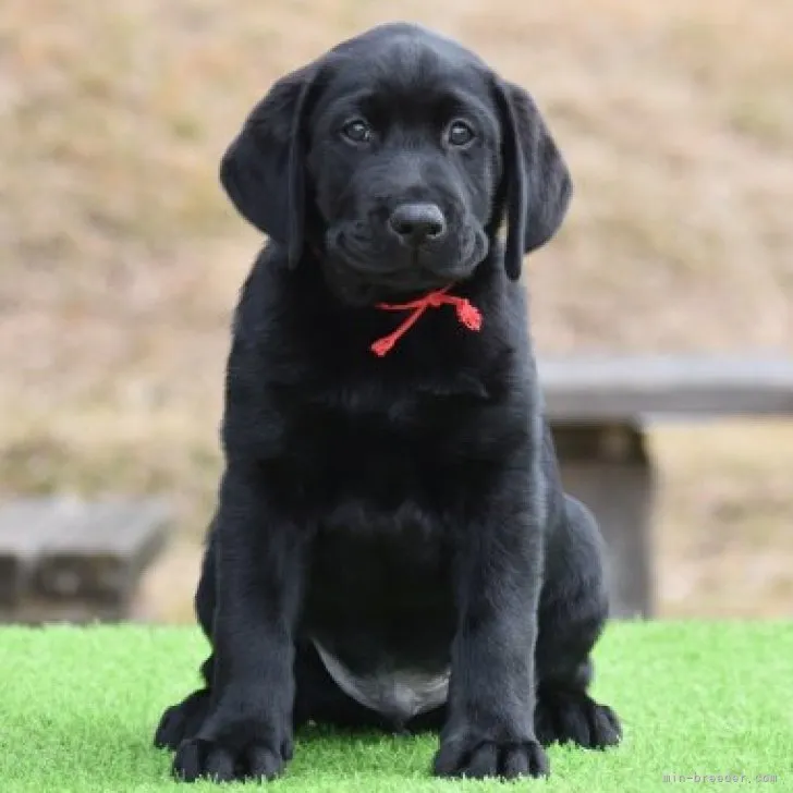 ID:2302-02165の子犬