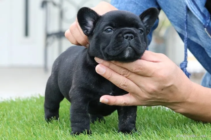 ID：1910-01328の子犬