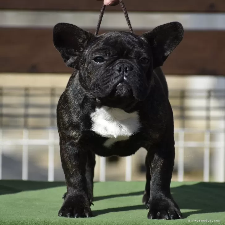 ID：2308-05996の子犬